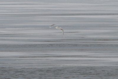 Glaucous Gull (adult)