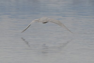 Kumlien's Iceland Gull