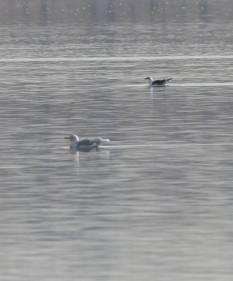 Glaucous Gull (adult), Lesser Black-backed Gull