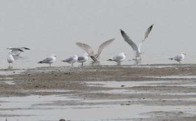 Kumlien's Iceland Gull