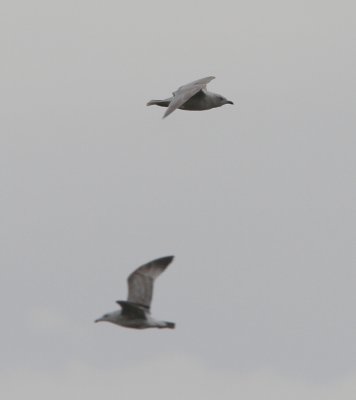 Kumlien's Iceland Gull