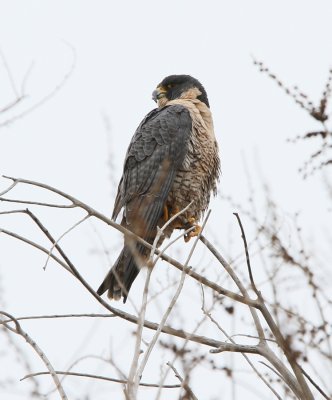 Arsenal Peregrine