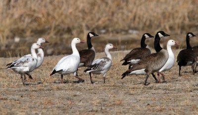 Snow Geese  / Canada Geese