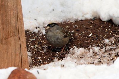 Golden-crowned Sparrow