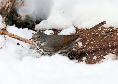 Fox Sparrow