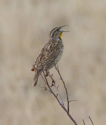 Western Meadowlark