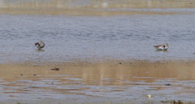 Dunlin