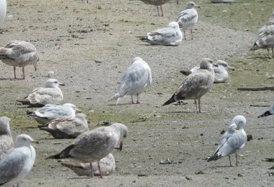 Thayer's Gull