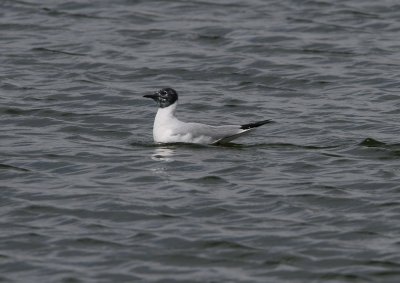 Bonaparte's Gull