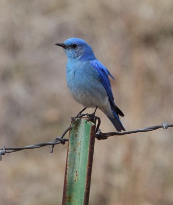 Mountain Bluebird