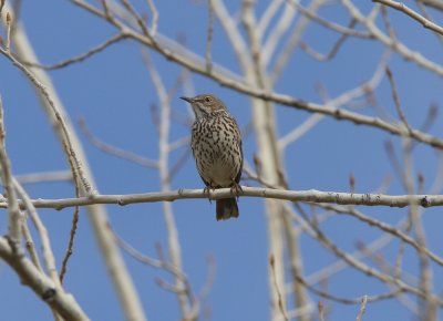 Sage Thrasher