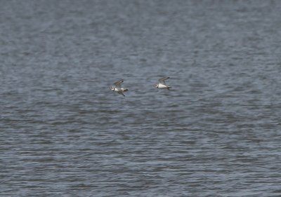 Piping Plover