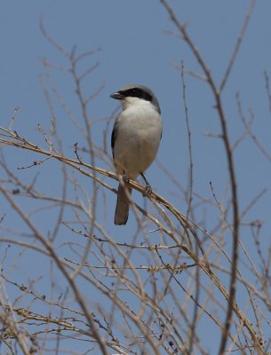 Logerhead Shrike