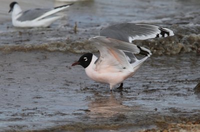 Franklin's Gull