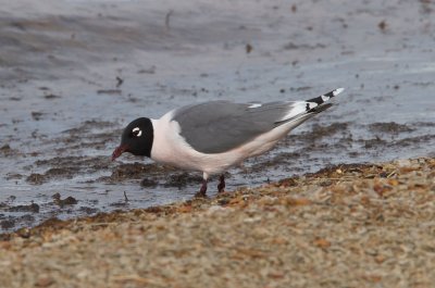 Franklin's Gull