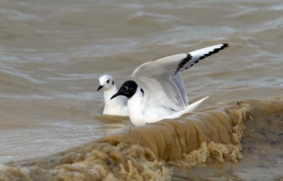 Bonaparte's Gull