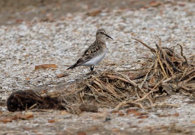 Baird's Sandpiper