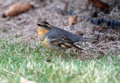 Varied Thrush