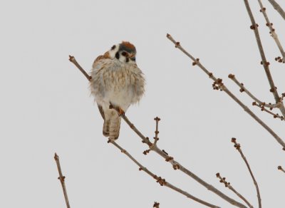 American Kestrel