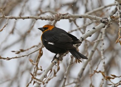 Yellow-headed Blackbird