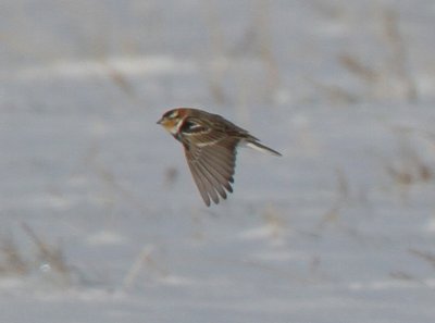 Chestnut-collared Longspur