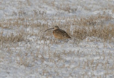 Long-billed Curlew