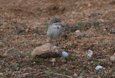 Sage Sparrow