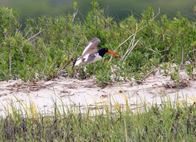 American Oystercatcher