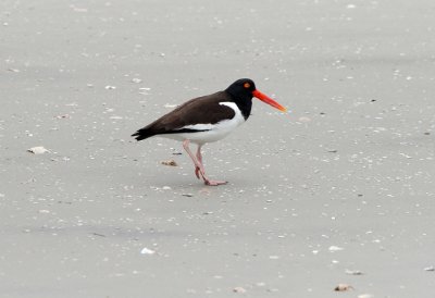 American Oystercatcher