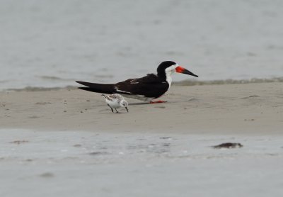 Black Skimmer