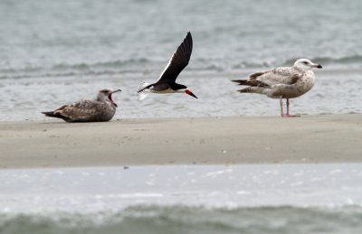 Black Skimmer