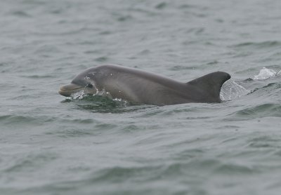 Bottlenose Dolphin