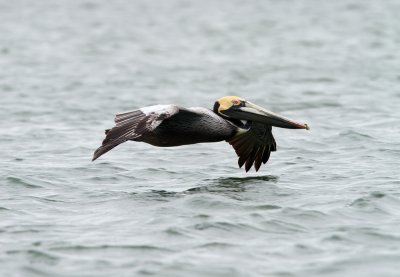Brown Pelican