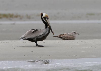 Brown Pelican