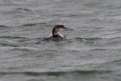 Common Loon