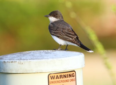 Eastern Kingbird
