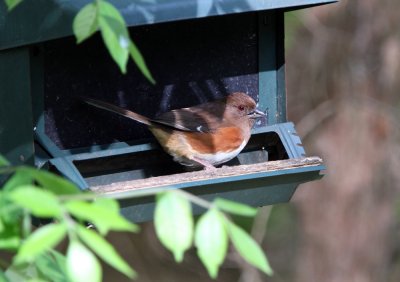 Eastern Towhee
