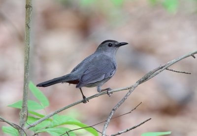 Gray Catbird