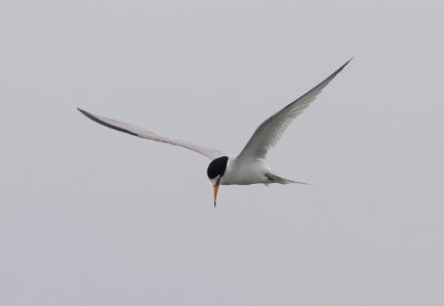 Least Tern