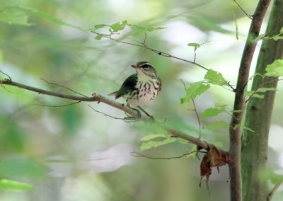 Louisiana Waterthrush