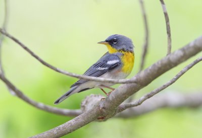 Northern Parula