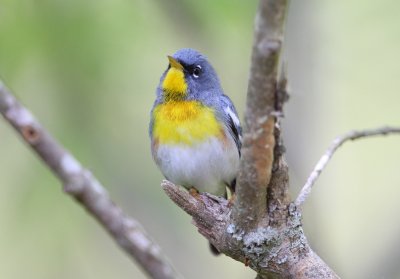 Northern Parula