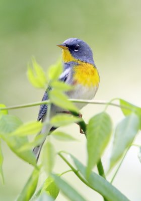 Northern Parula