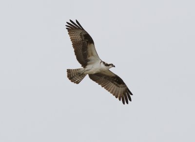 Osprey