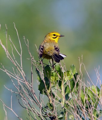 Prairie Warbler