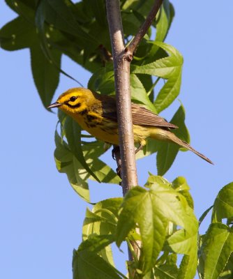 Prairie Warbler