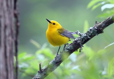 Prothonotary Warbler