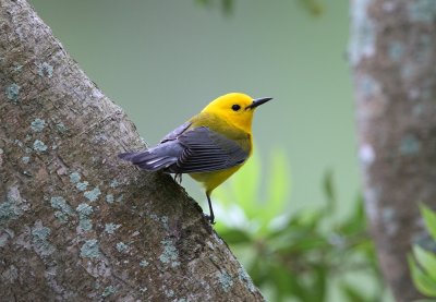 Prothonotary Warbler