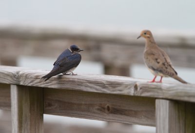 Purple Martin