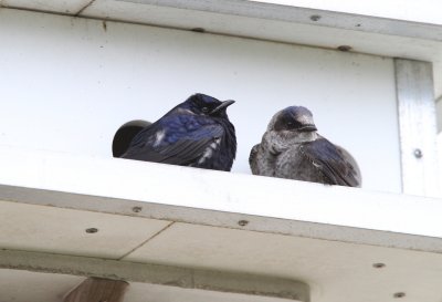 Purple Martin